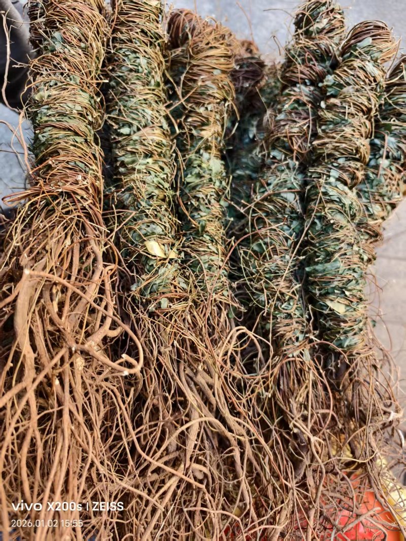 鸡骨草