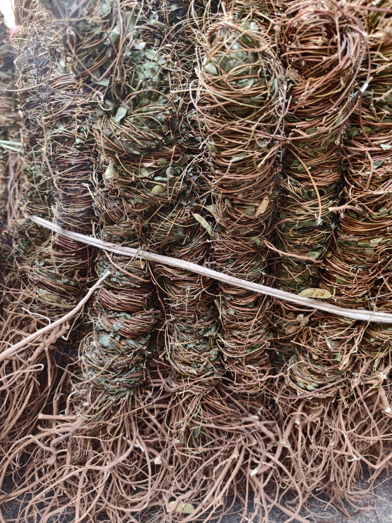 鸡骨草