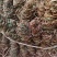 鸡骨草