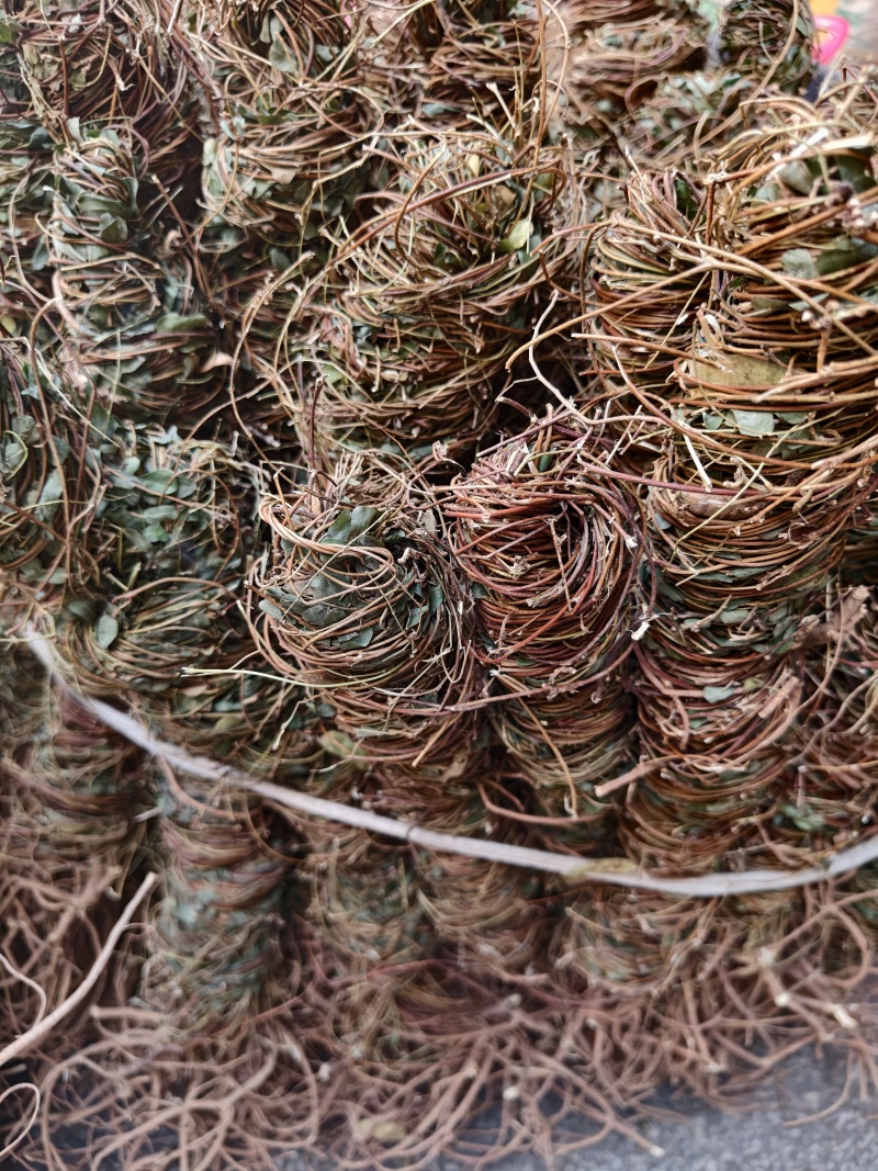 鸡骨草