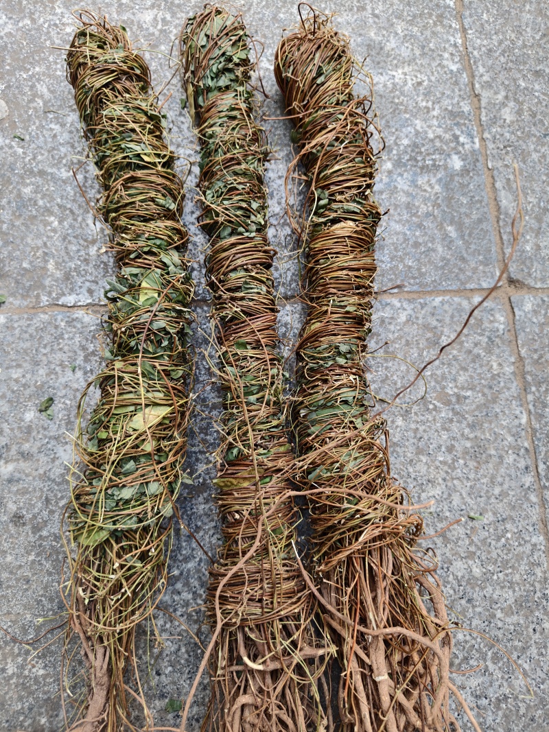 鸡骨草