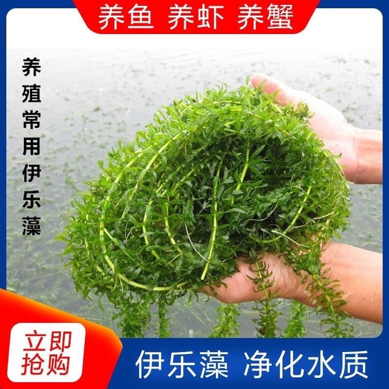 水草伊乐藻小龙虾养殖吃不败天然资源更健康奥龙必备