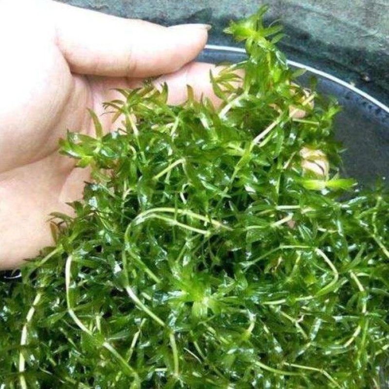 水草伊乐藻小龙虾养殖吃不败天然资源更健康奥龙必备