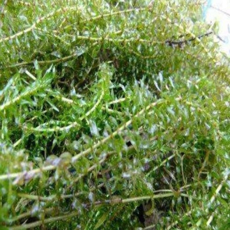 水草伊乐藻小龙虾养殖吃不败天然资源更健康奥龙必备