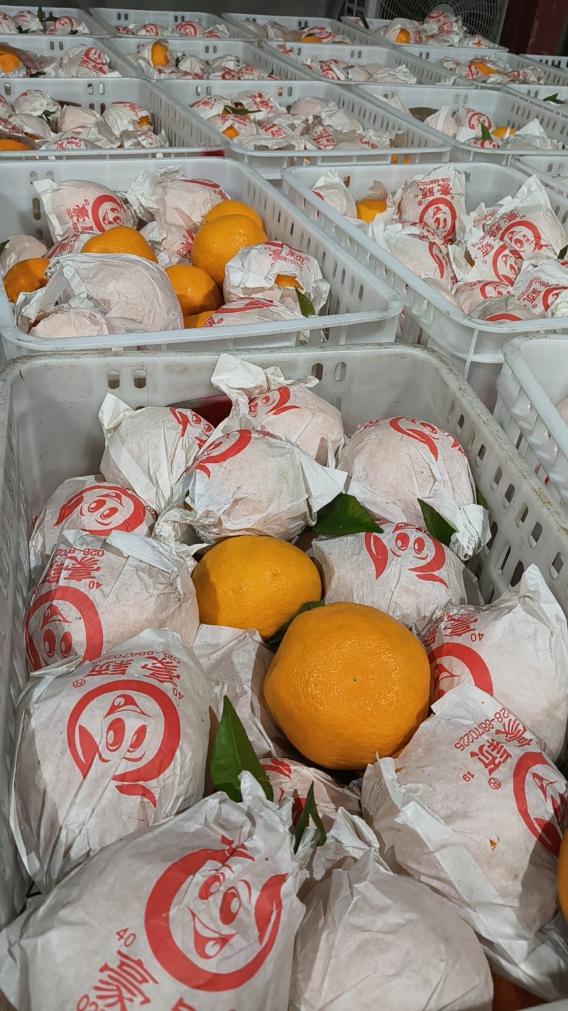 四川蒲江耙耙柑大果