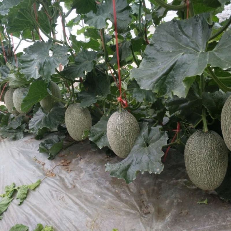 联创天娇哈密瓜种子耐裂西州蜜网纹哈蜜瓜种籽