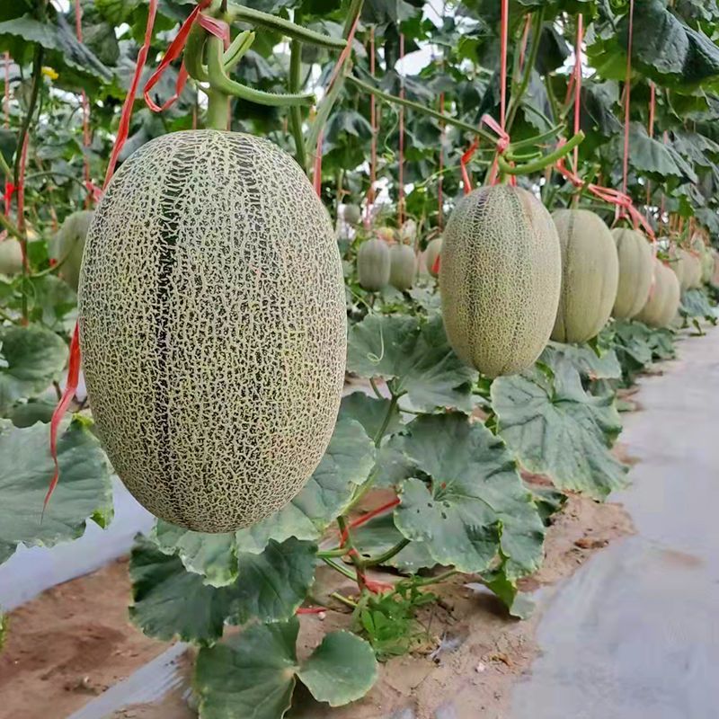 联创天娇哈密瓜种子耐裂西州蜜网纹哈蜜瓜种籽