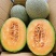 创科蜜25号哈密瓜种子耐裂西州蜜网纹正品新疆哈蜜瓜种籽