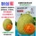 联创蜜甜瓜种子新疆联创种业哈密瓜新品种哈密瓜籽种抗病