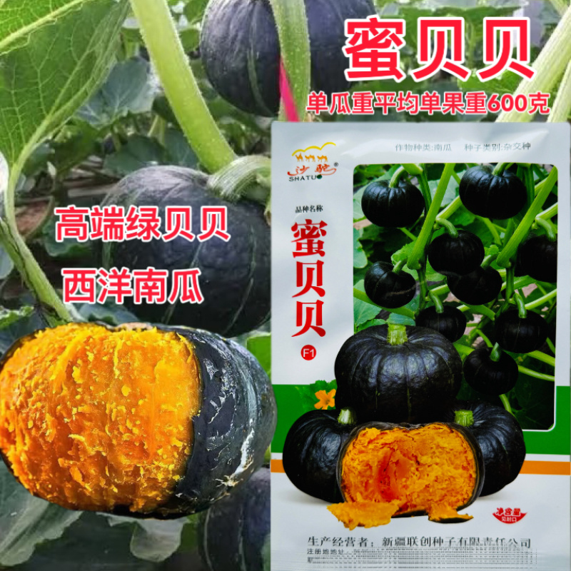 蜜贝贝南瓜种子黑贝贝迷你小南瓜种籽甜糯甘面板栗南瓜高