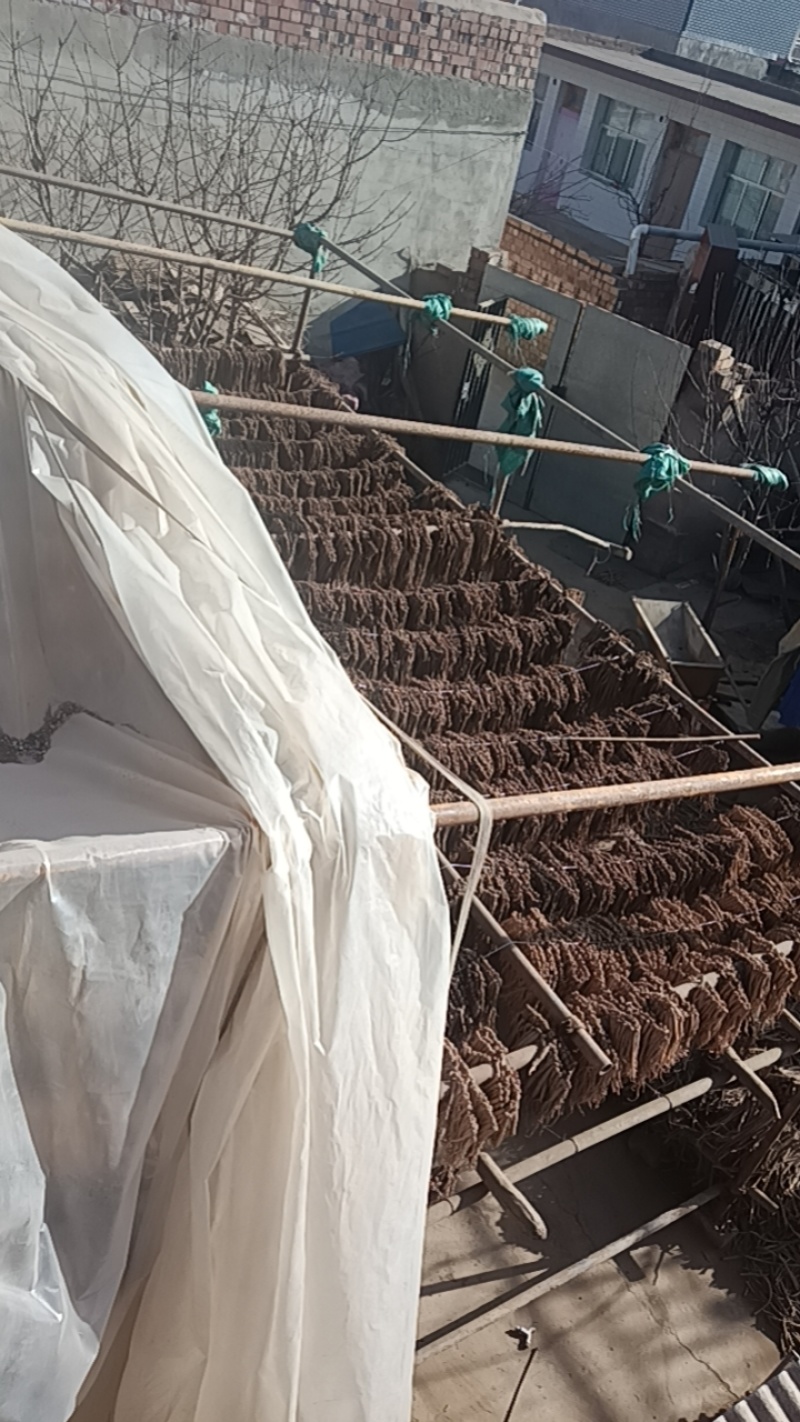 【甘肃特产】甘肃黄芩自产自销产地直发无硫新货