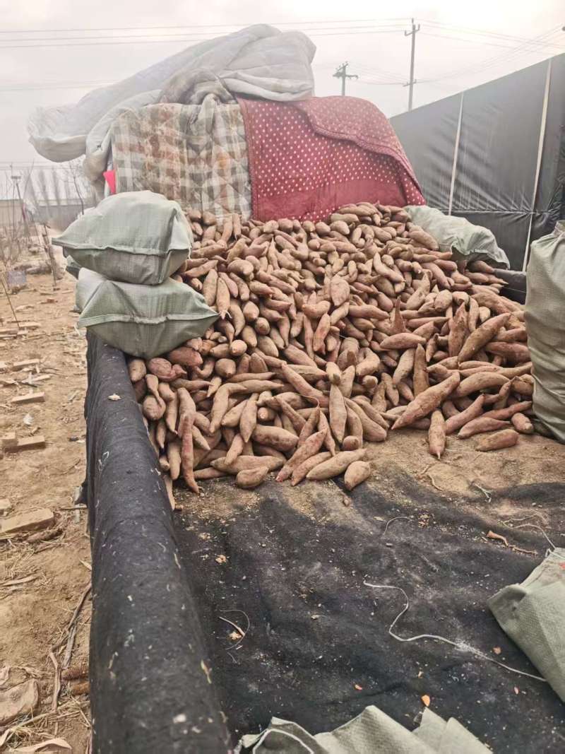 西瓜红蜜薯，万亩基地，产地直发，现货地头现装，真实价格