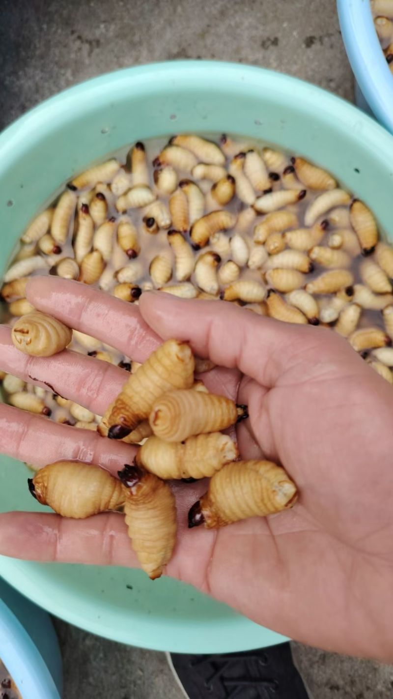竹虫
