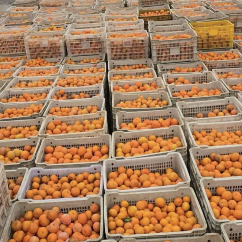 沃柑榨汁果|饮料果|原料工厂货，欢迎对接