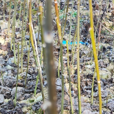 毛叶山桐子苗，规格多样化，适合不同客户需求，质量有保障