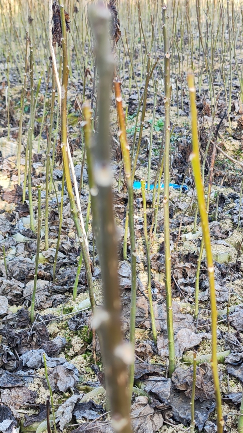 毛叶山桐子苗，规格多样化，适合不同客户需求，质量有保障