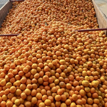 沃柑榨汁果🍊|饮料工厂原料,对接全国原料厂家
