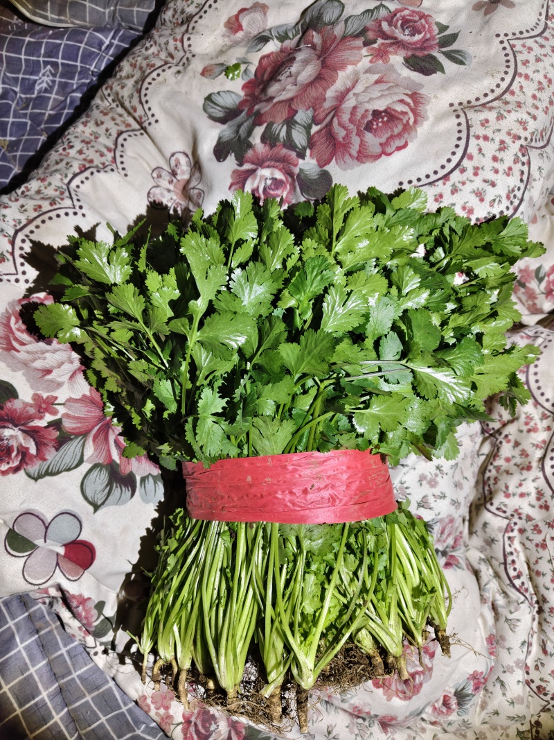 河北昌黎大叶香菜大量上市对接各大市场商超平台品质保障
