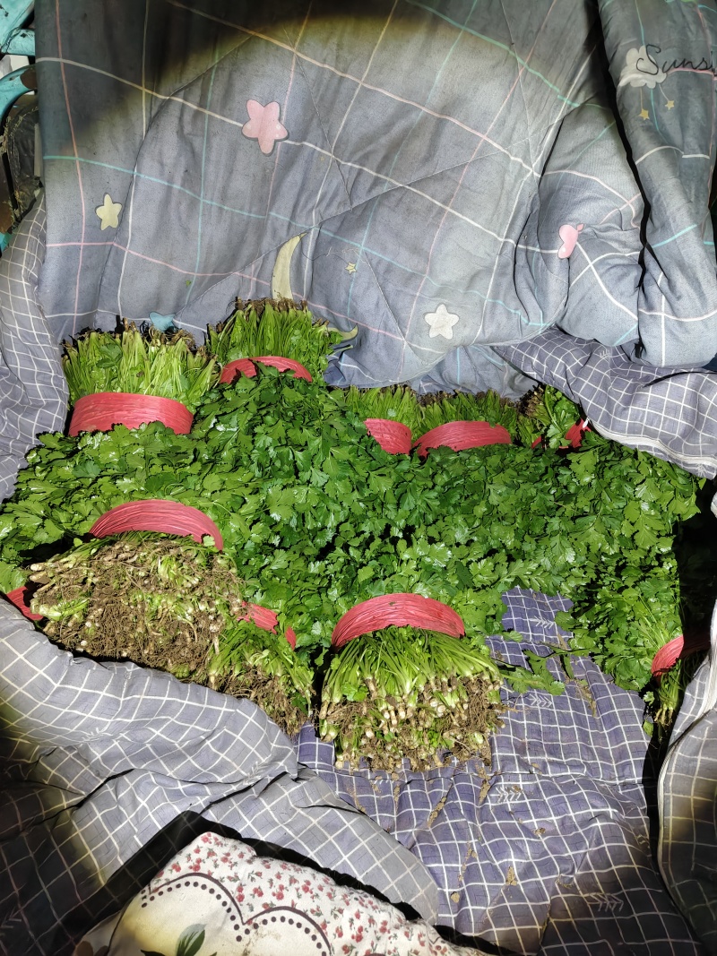 河北昌黎大叶香菜大量上市对接各大市场商超平台品质保障