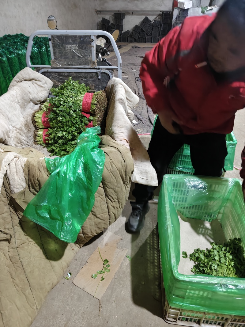 河北昌黎大叶香菜大量上市对接各大市场商超平台品质保障