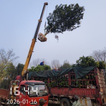 丛生香泡，丛生柚子树3-5杆