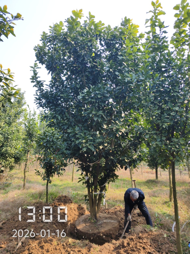 丛生香泡，丛生柚子树3-5杆