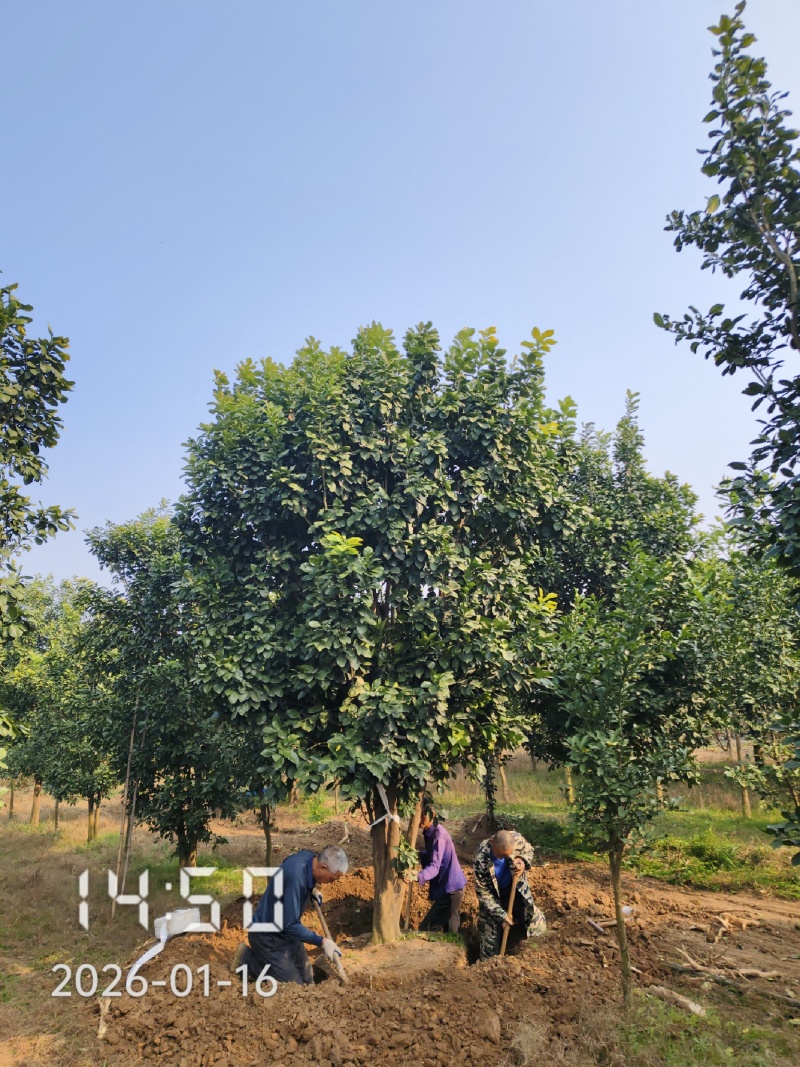 丛生香泡，丛生柚子树3-5杆