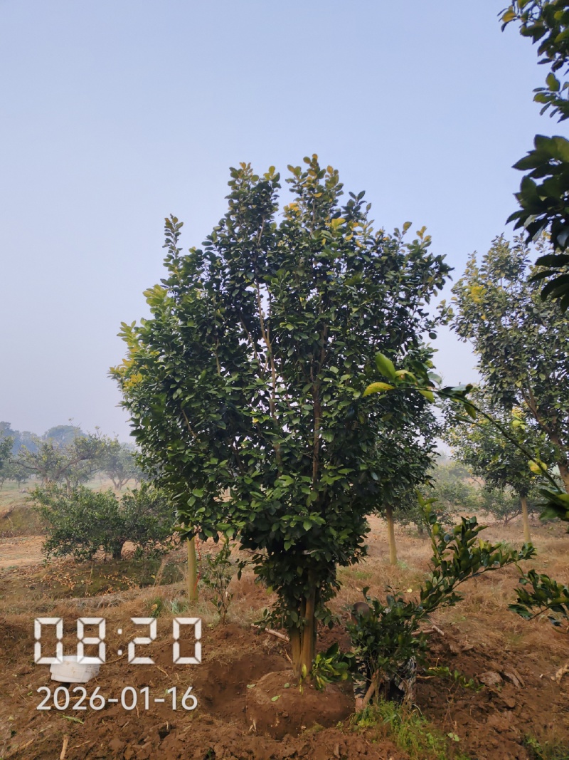 丛生香泡，丛生柚子树3-5杆