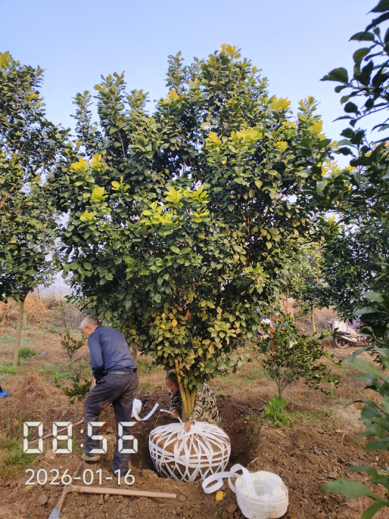 丛生香泡，丛生柚子树3-5杆
