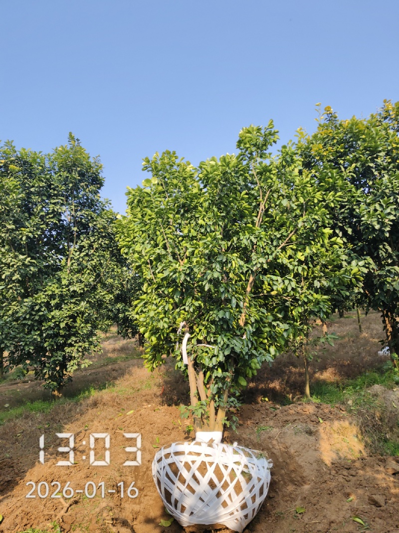 丛生香泡，丛生柚子树3-5杆