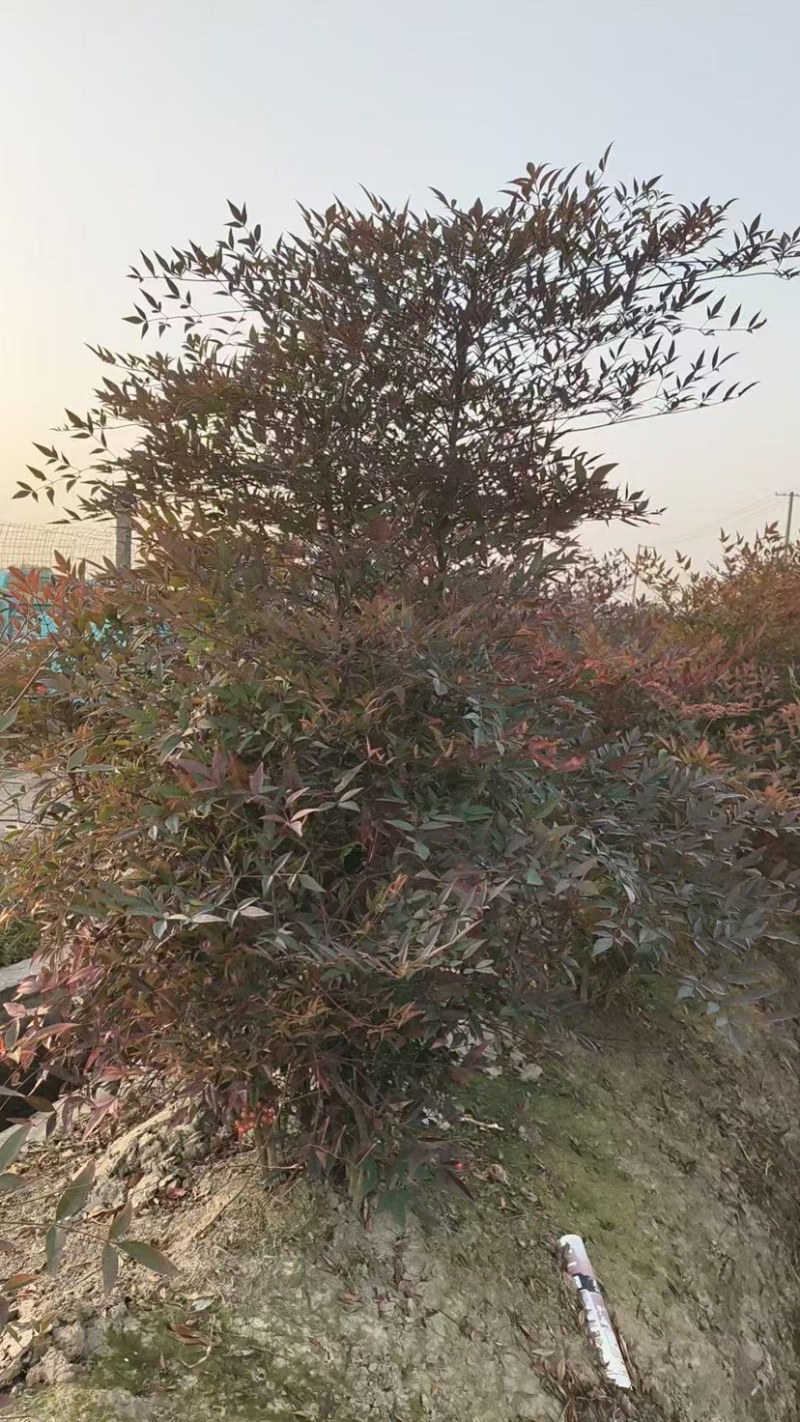 南天竹工程苗绿化苗电商盆栽
