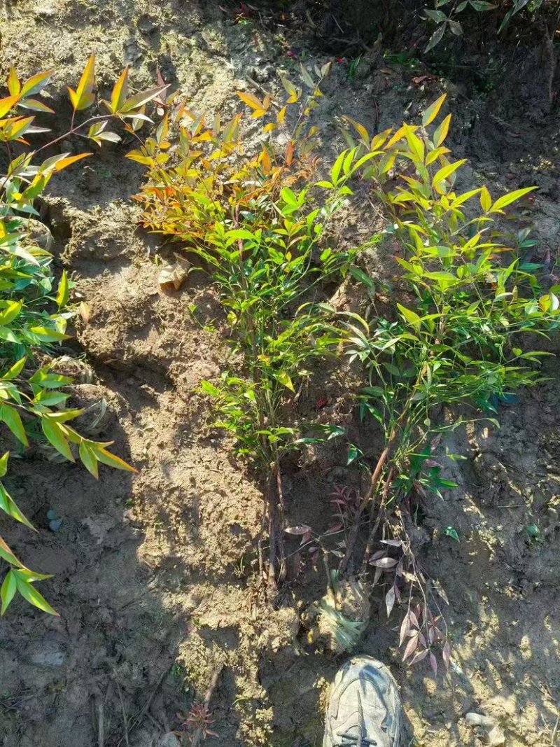南天竹工程苗绿化苗电商盆栽