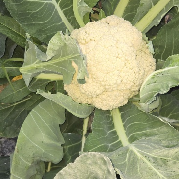 大棚花菜无冻伤无黑点花面白净有两万斤货