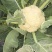 大棚花菜无冻伤无黑点花面白净有两万斤货