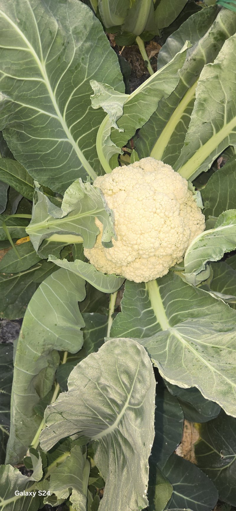 大棚花菜无冻伤无黑点花面白净有两万斤货