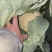 大棚花菜无冻伤无黑点花面白净有两万斤货