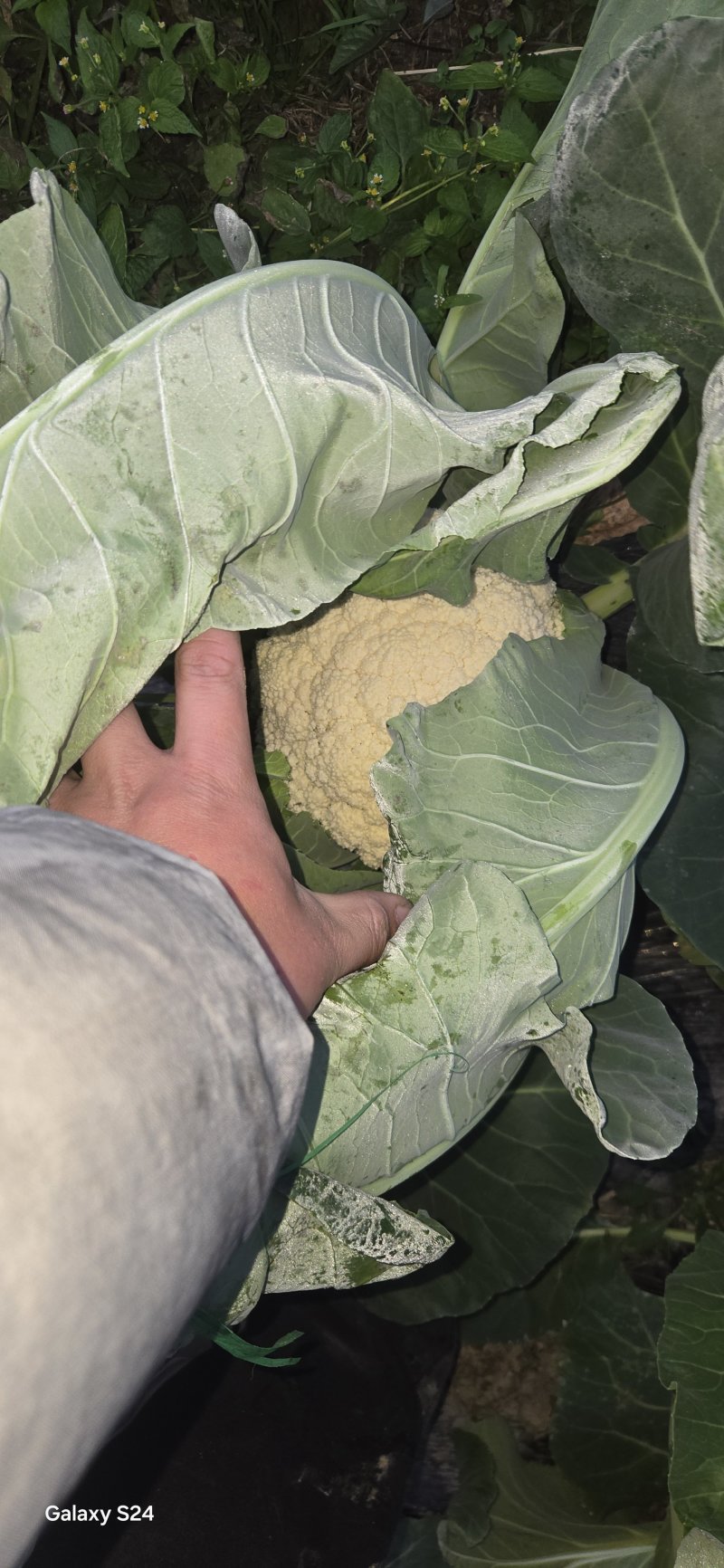大棚花菜无冻伤无黑点花面白净有两万斤货