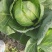 甘蓝菜