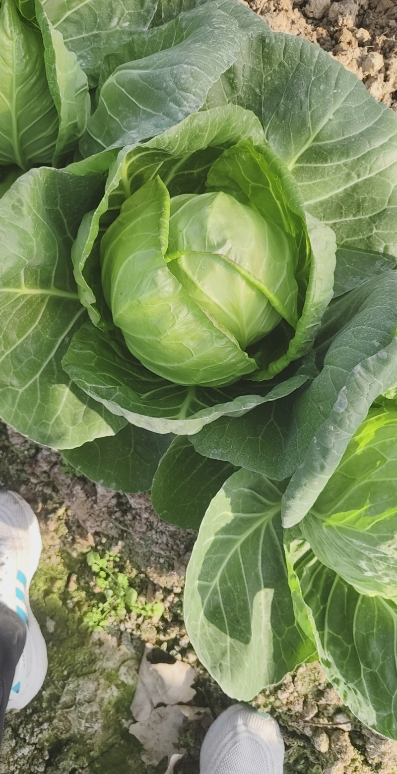 甘蓝菜