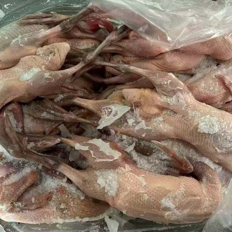 二级黑嘴麻鸭