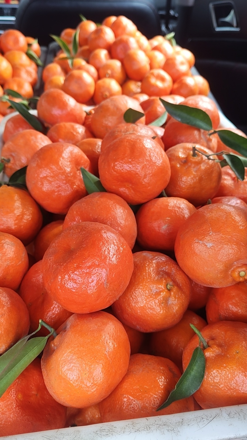红桔
