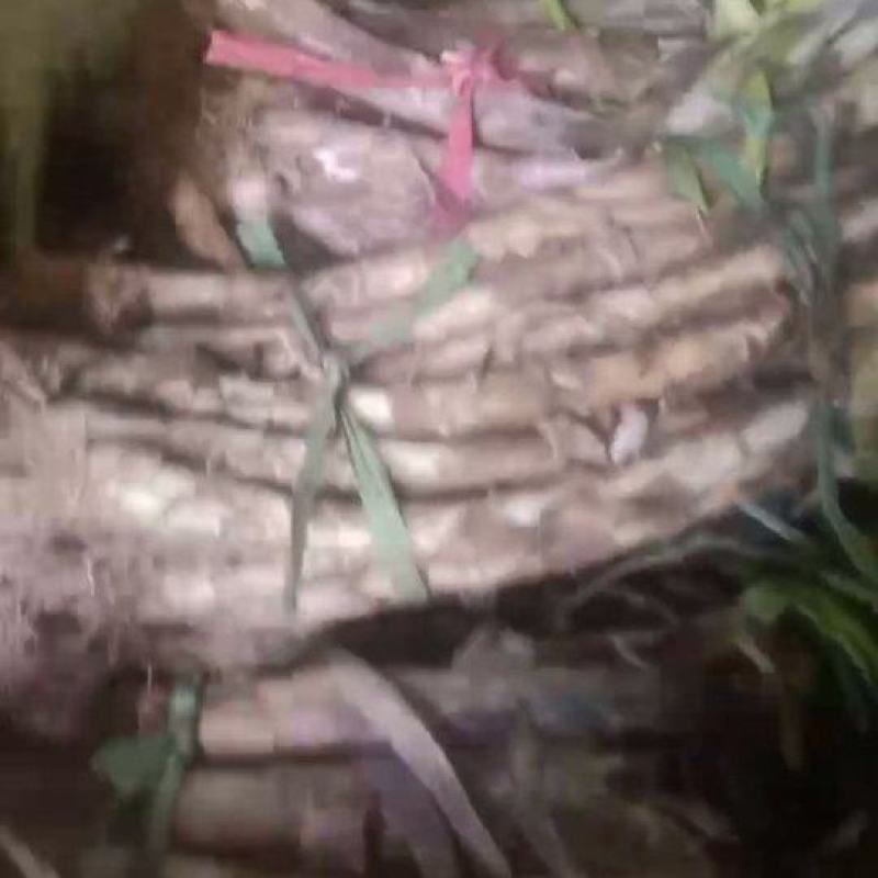大葱