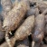 野生牛大力黑牛石山黑牛现货批发可视频看货