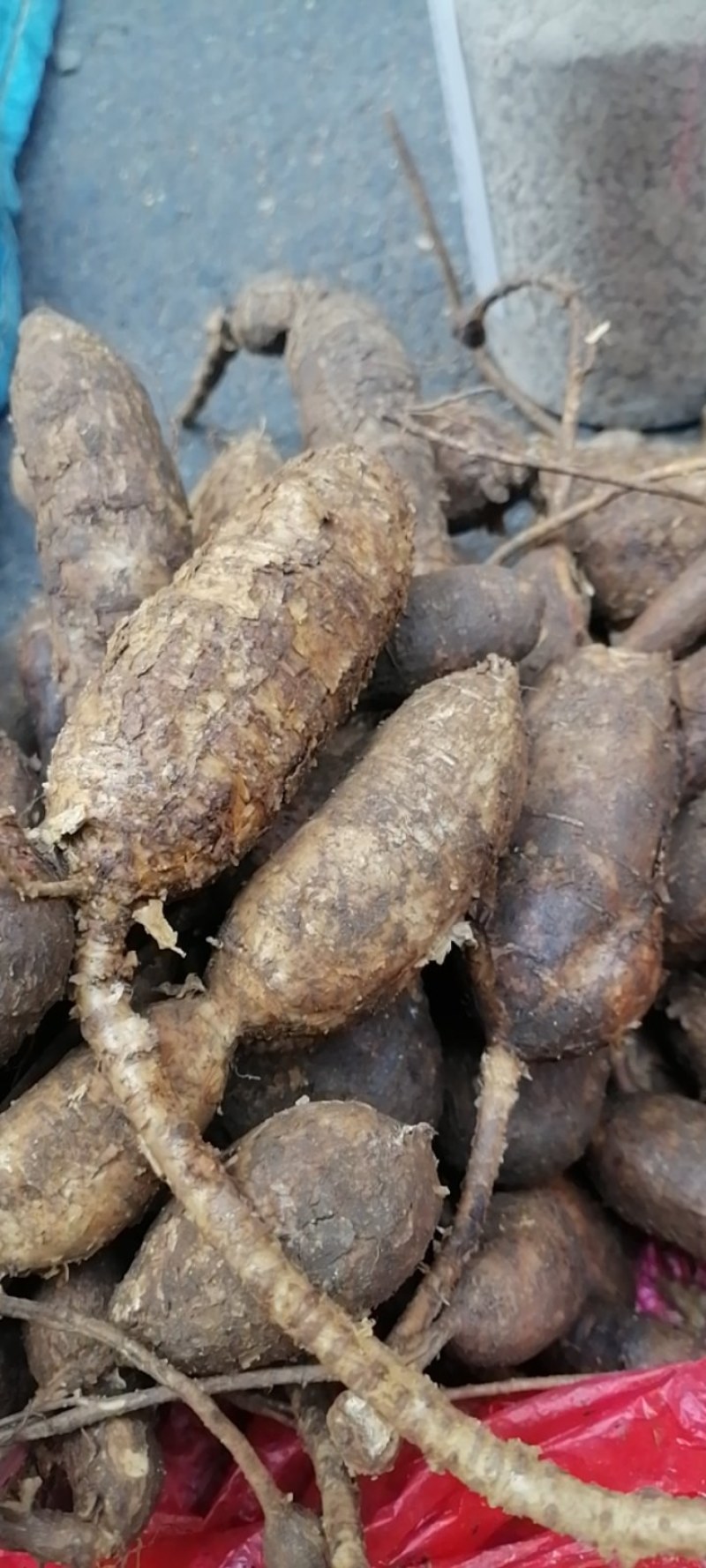 野生牛大力黑牛石山黑牛现货批发可视频看货