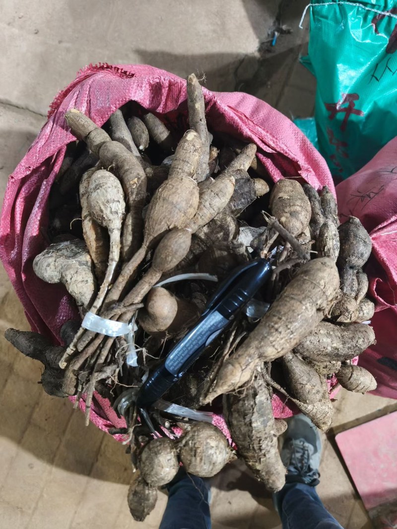 野生牛大力黑牛石山黑牛现货批发可视频看货
