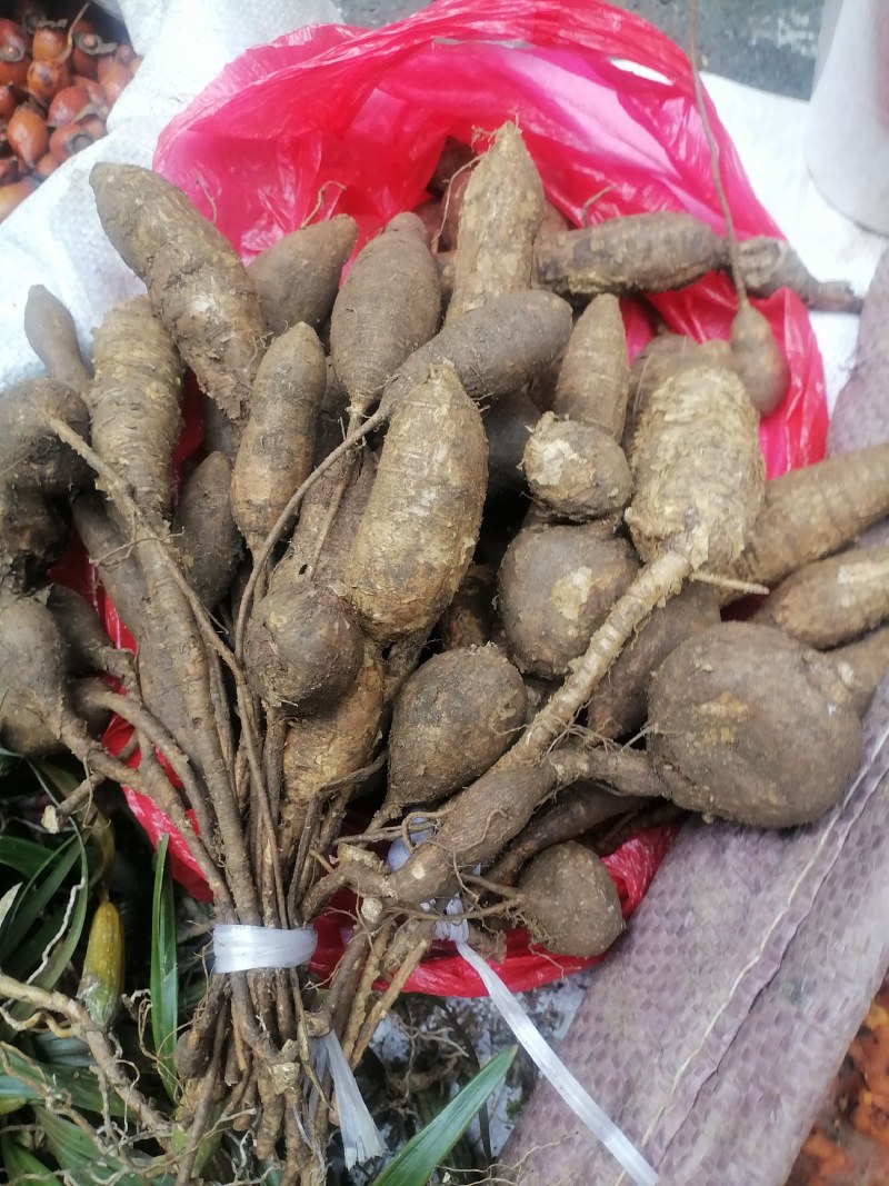 野生牛大力黑牛石山黑牛现货批发可视频看货