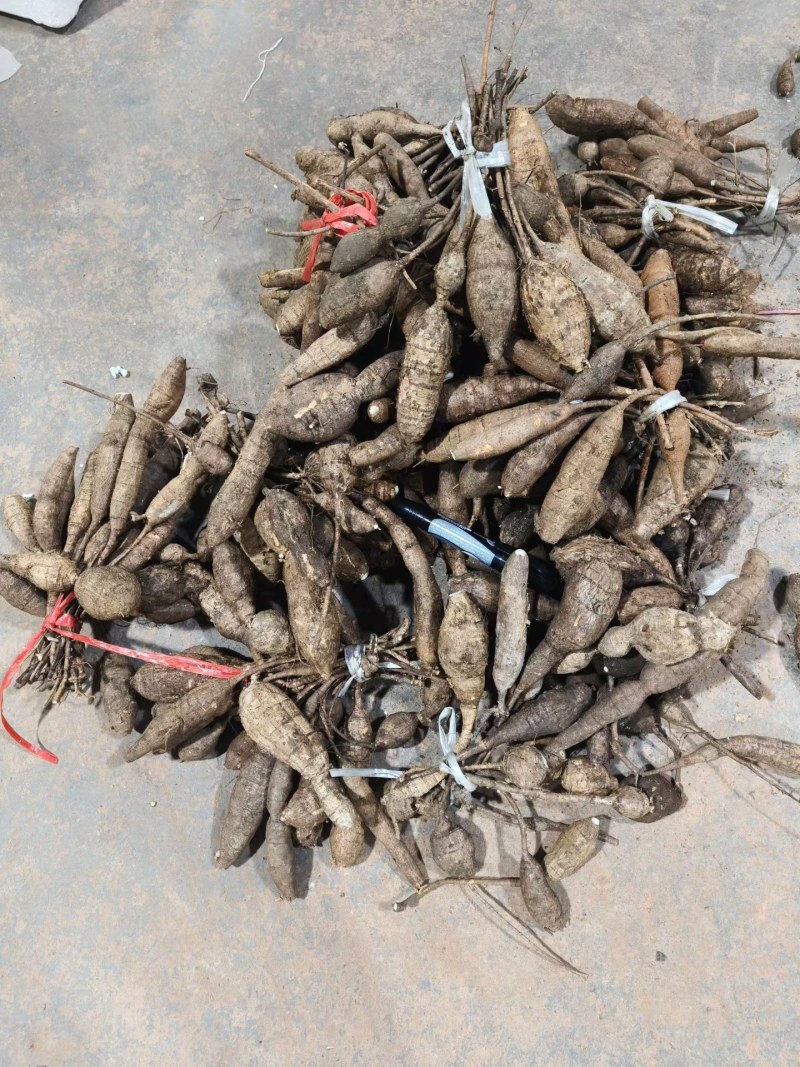 野生牛大力黑牛石山黑牛现货批发可视频看货