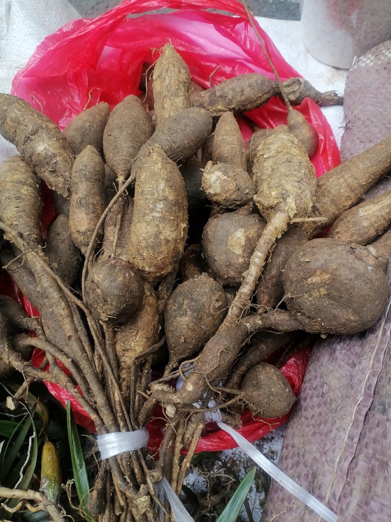 野生牛大力黑牛石山黑牛现货批发可视频看货