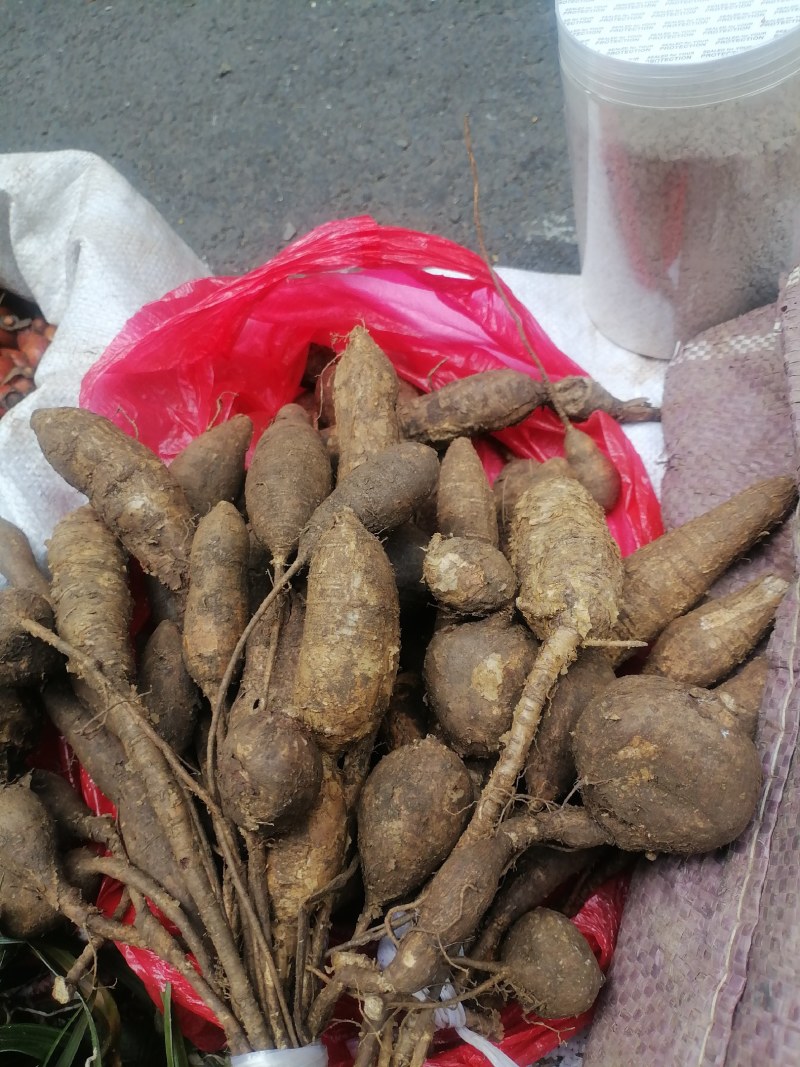 野生牛大力黑牛石山黑牛现货批发可视频看货