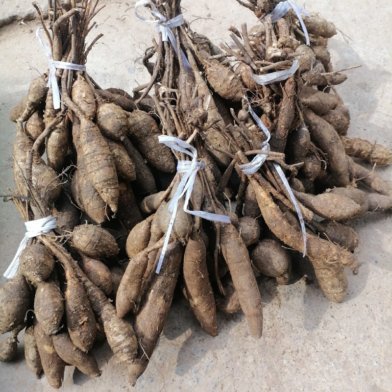 野生牛大力黑牛石山黑牛现货批发可视频看货